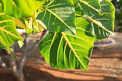 《寻找伪人》更新发布 特别好评恐怖冒险新游